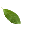 leave-alt